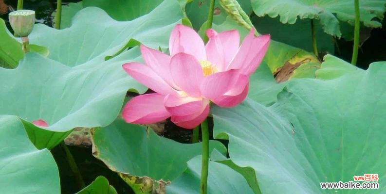 荷花的美丽寓意与深远意义 荷花的花木花语