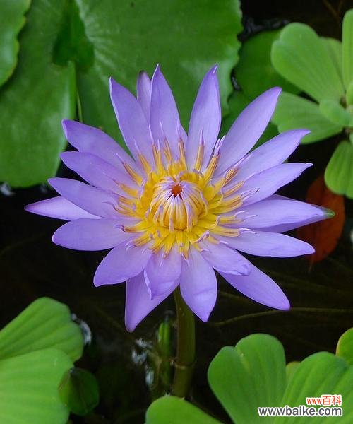 美丽的荷花 荷花之美,花语解读