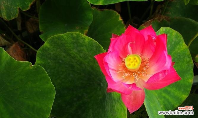 美丽的荷花 荷花之美,花语解读