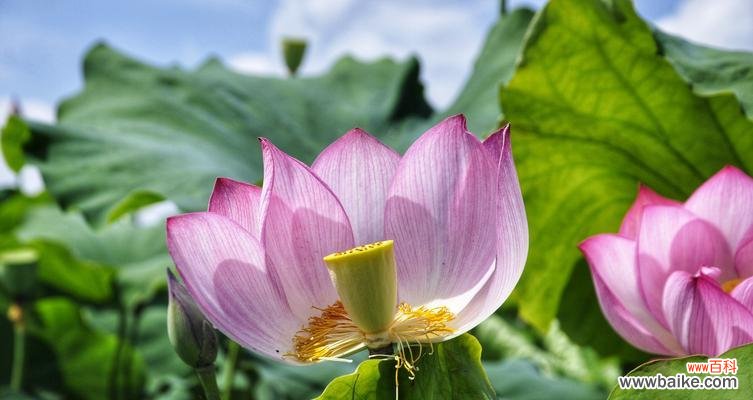 追寻生命的力量 荷花——自然之美