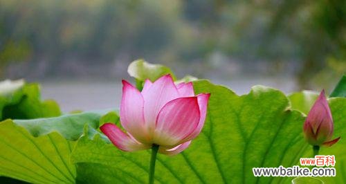 探寻荷花的花语与象征 荷花