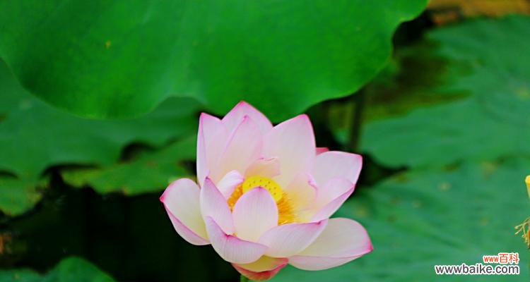探寻荷花的花语与象征 荷花