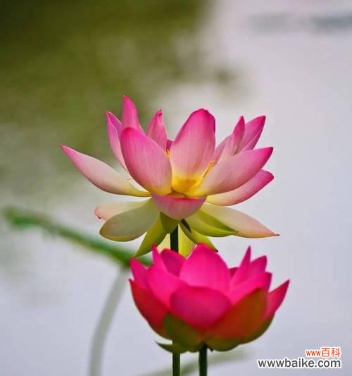 探索荷花的花语及其意义 荷花花语