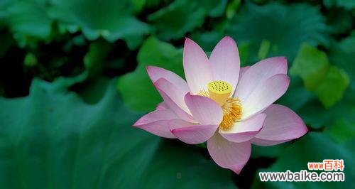 揭示荷花的美与哲学内涵 荷花的花语及文化意义