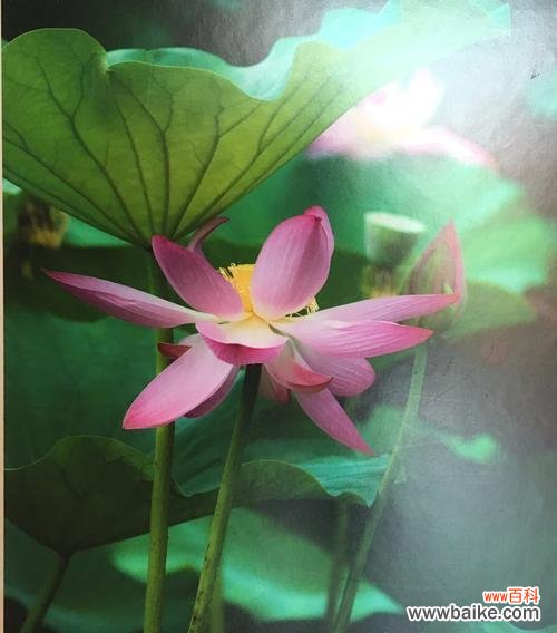 揭示荷花的美与哲学内涵 荷花的花语及文化意义