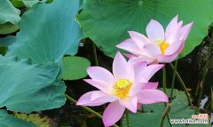 荷花的意义和象征 探寻荷花花语之美