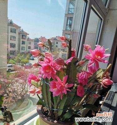 以花语倾诉 荷花灵剑