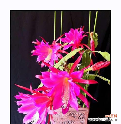 以花语倾诉 荷花灵剑