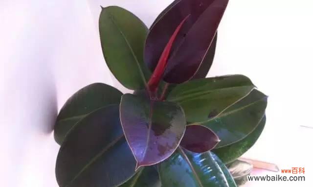 探寻黑金刚橡皮树的意义与价值 黑金刚橡皮树