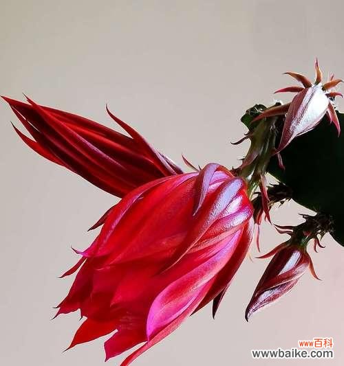 荷花令箭花花语的深意与传承 以荷花令箭花花语赏析