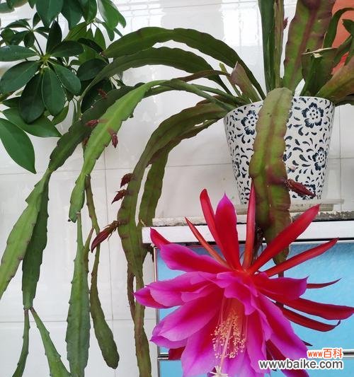 荷花令箭花花语的深意与传承 以荷花令箭花花语赏析