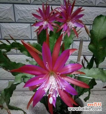 荷花令箭花花语的深意与传承 以荷花令箭花花语赏析