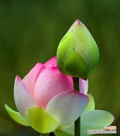 探寻荷花之美及其深远意义 荷花的特征和象征意义