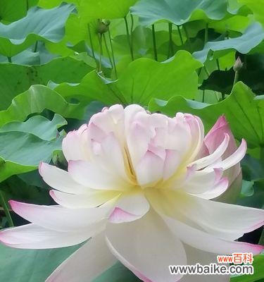 探寻荷花之美及其深远意义 荷花的特征和象征意义