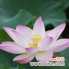 唤醒心灵的清香 荷花竹的花语