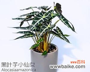 用花语诠释荷花竹芋的美与意义 荷花竹芋的花语——愿望与坚持