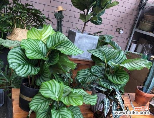 用花语诠释荷花竹芋的美与意义 荷花竹芋的花语——愿望与坚持