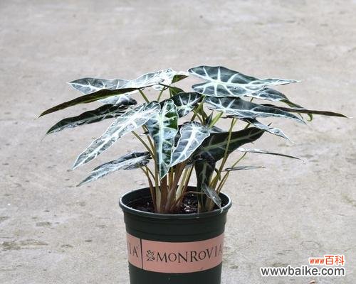 用花语诠释荷花竹芋的美与意义 荷花竹芋的花语——愿望与坚持