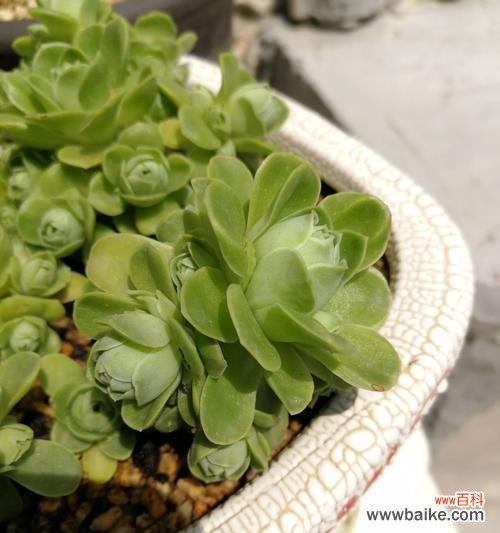 追寻山地玫瑰的情愫 山地玫瑰之美