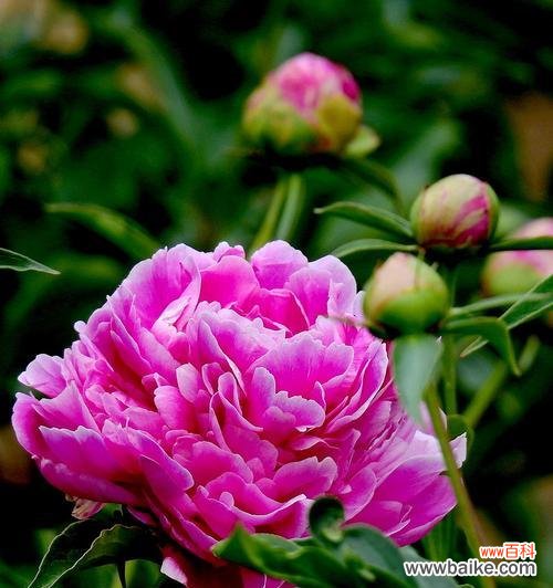 揭示芍药的文化内涵和象征意义 芍药