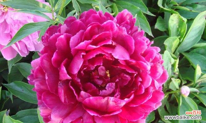打造美丽花园的必备之选 芍药花的养殖方法与技巧