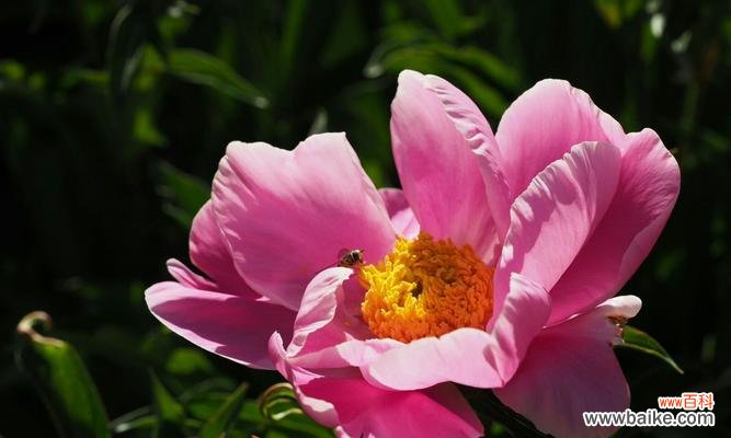 打造美丽花园的必备之选 芍药花的养殖方法与技巧