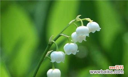 舒缓心灵的花朵——山柳兰花语 山柳兰花语