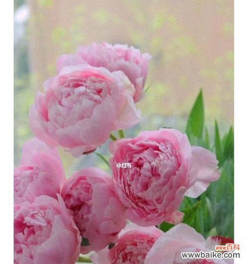 探寻芍药花的象征与内涵 白色芍药花的花语与美丽寓意