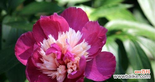 探寻芍药花的象征与内涵 白色芍药花的花语与美丽寓意