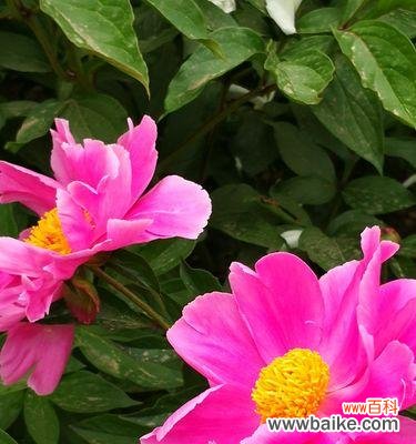 探寻芍药花的象征与内涵 白色芍药花的花语与美丽寓意