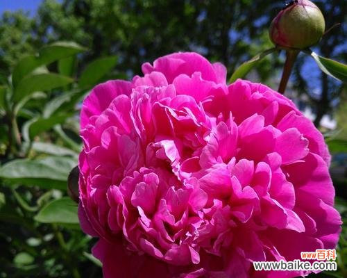 用芍药花点缀家居 芍药花的寓意与家居装饰