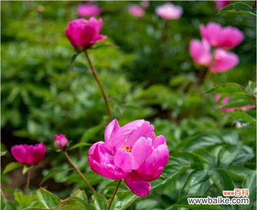 用芍药花点缀家居 芍药花的寓意与家居装饰