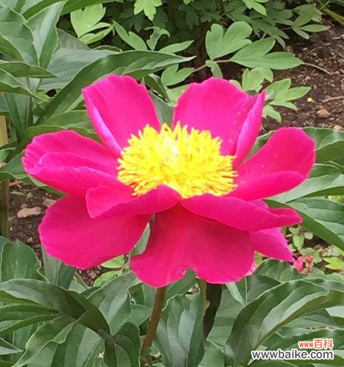 用芍药花点缀家居 芍药花的寓意与家居装饰