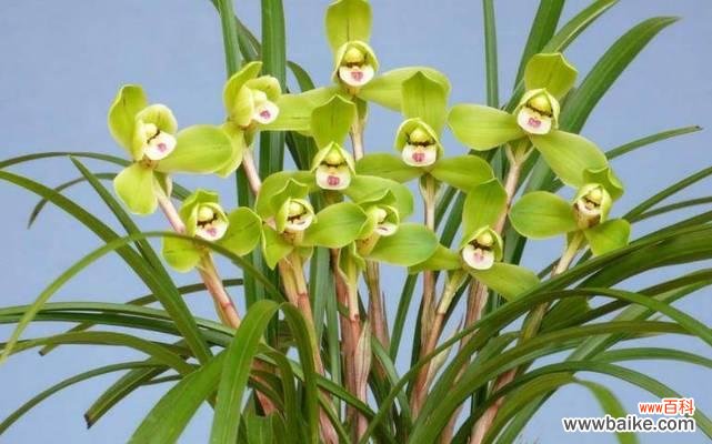 探寻兰花神秘之意 探秘绍兴兰花的花语