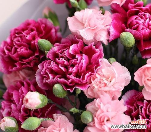 揭示深红色石竹花的花语及象征意义 深红色石竹花