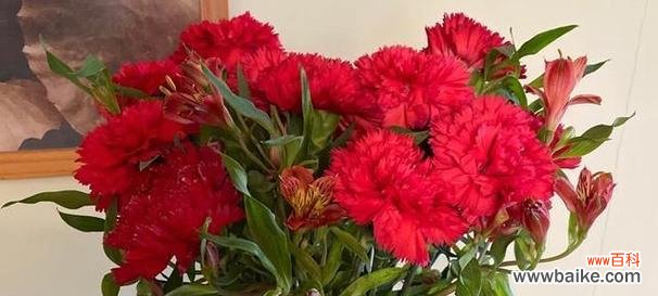 揭示深红色石竹花的花语及象征意义 深红色石竹花