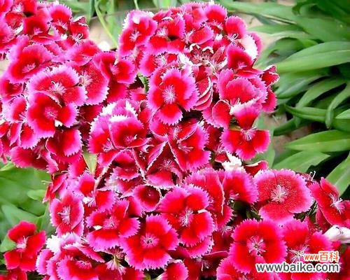 揭示深红色石竹花的花语及象征意义 深红色石竹花