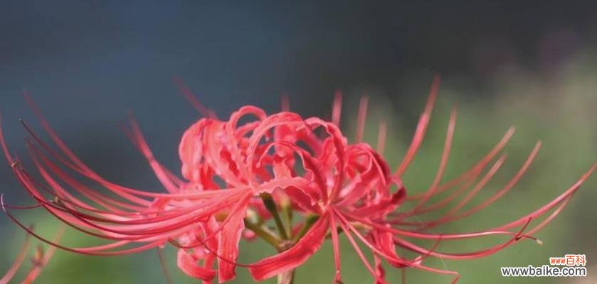 探索不同省份的花之美丽与花语 美丽花海中的省花之旅