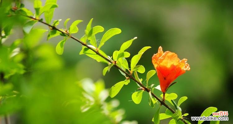 石榴花风水的神奇力量与运势提升 石榴花风水