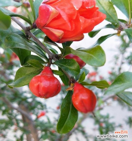 传奇故事与花语探寻 石榴花