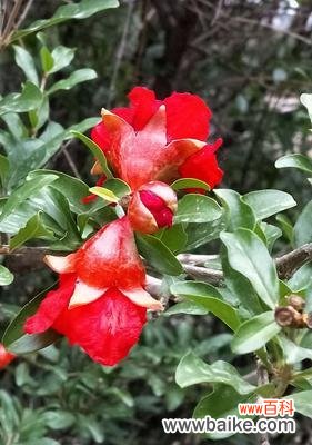 传奇故事与花语探寻 石榴花