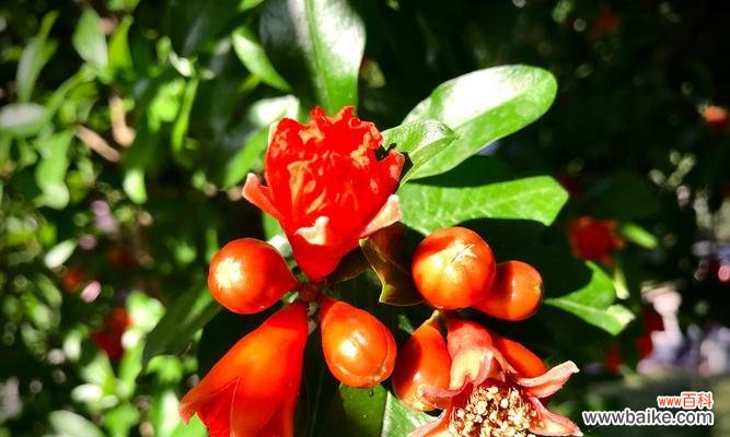 传奇故事与花语探寻 石榴花