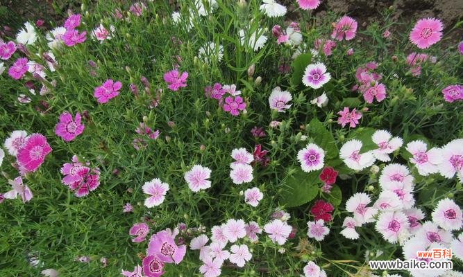 探究石竹花在文化和传统中的重要角色 石竹花的意义与象征