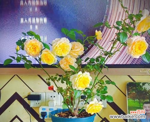 打造花园般的室内繁花盛景 室内养月季的乐趣与技巧