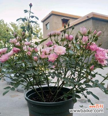 打造花园般的室内繁花盛景 室内养月季的乐趣与技巧