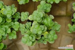 碰碰香烂根怎么办