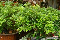 米兰烂根了怎么办