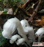 水晶兰花语的魅力与意义 水晶兰花语