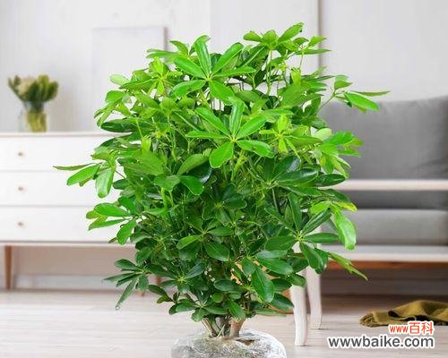 揭开植物花朵背后的财富密码 室内植物花象征生财之奇妙力量