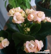 以什么花语代表长寿 长寿之花